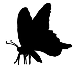 美しい蝶のシルエット