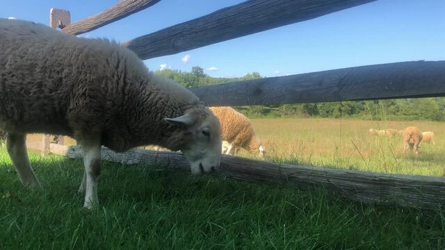 A sheep escaped the fence and grazes next to it on the outside. Funny escaped animal is free and stays near the fence. 