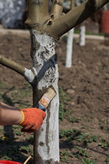Gardener whitewash tree trunk with chalk in garden, tree care in spring. Gardener woman cares for the trees on the street in the park.