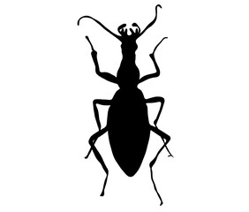 マイマイカブリのシルエット