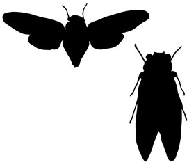 飛ぶセミのシルエット