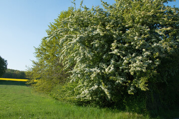 Obraz premium Eine Hecke mit blühendem Weißdorn, Crataegus monogyna, im Frühling. Weißdornhecken sind pflegeleicht, dicht, robust und von hohem ökologischen Wert.