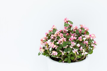 Portulacaria afra variegata.