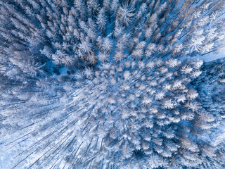 Aerial top down view of beautiful winter forest treetops.