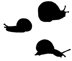 ゆっくり動くカタツムリのシルエット