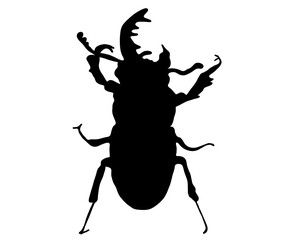 クワガタの雌雄モザイクのシルエット