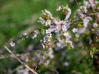 Cherry blossoms. Selective focus with shallow depth of field.