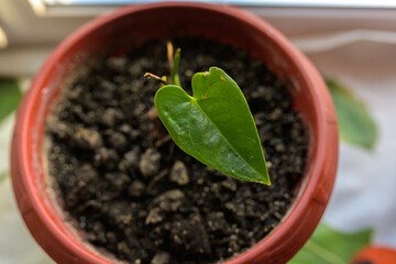 Leaves of Anthurium Andraeanum in a pot with soil. Selective focus.