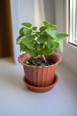 Mint (Melissa) in a pot with soil. Selective focus.