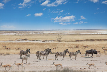 Fototapeta na wymiar African safari