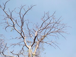 Obraz premium branches against blue sky