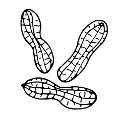 Peanut. Hand drawn vector nut. Doodle Linear sketch. Organic, fresh cooking, healthy diet ingredient. Organic product sketch. Peanut Icon set. For label template, packaging, farm market emblem