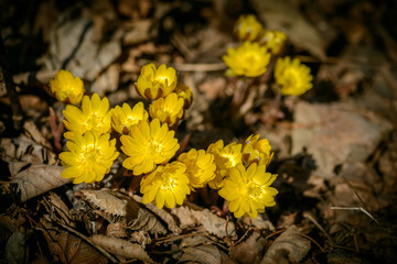 Close up view of the first spring flowers among withered leaves. Selective focus with shallow depth of field.