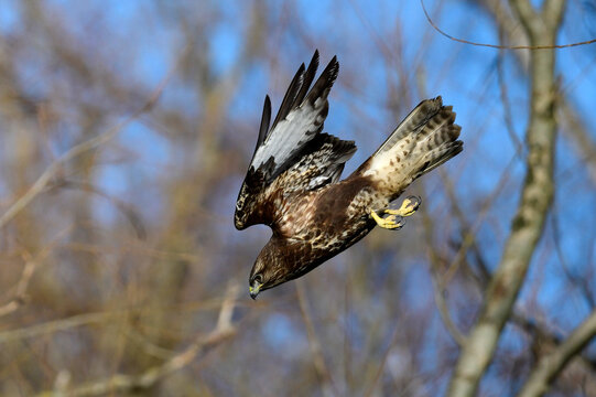 nosedive of the Common buzzard (Buteo buteo) // M&auml;usebussard im Sturzflug