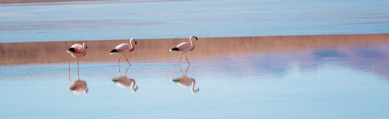 Obraz premium Flamingo in Bolivia