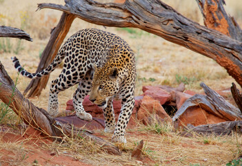 Leopard