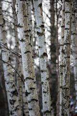 Obraz premium birch bark texture, nacka,sverige,sweden,stockholm