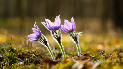 purple snowdrop first spring flower in the sun