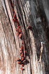 Plaga de insectos saliendo de la madera de un árbol podrido en el bosque (Fobia y miedo)