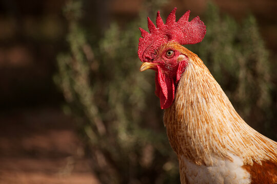  photo of a walking rooster, soft focus.