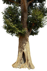 Fototapeta premium Image of the base of an tree on a white background.