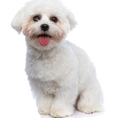 bichon dog sticking his tongue out and feeling happy