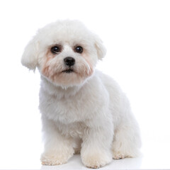 adorable little bichon dog looking at the camera
