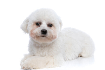 adorable bichon dog feeling grumpy, looking away