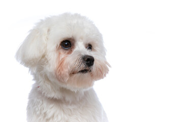 bichon dog looking away and dreaming about something