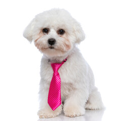 little bichon dog with a pink tie at his neck