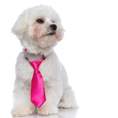 little bichon dog dreaming about something