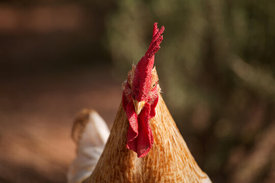  photo of a walking rooster, soft focus.