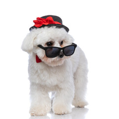 cool bichon dog walking one way and looking the other