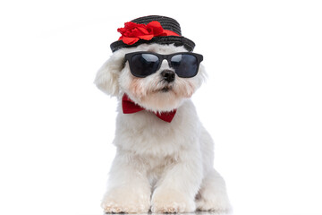cute bichon dog wearing a red bowtie