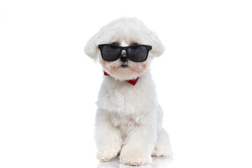 adorable cool bichon dog wearing sunglasses and a red bowtie