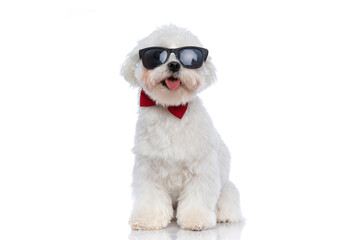 cool seated bichon dog panting and wearing sunglasses