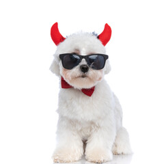 little bichon dog wearing devil horns, sunglasses and bowtie