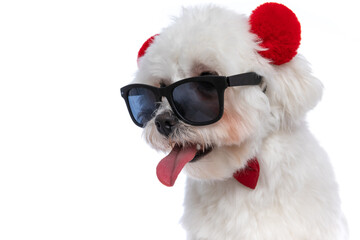 bichon dog sticking out tongue, wearing sunglasses