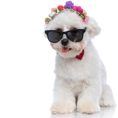little bichon dog panting and wearing sunglasses