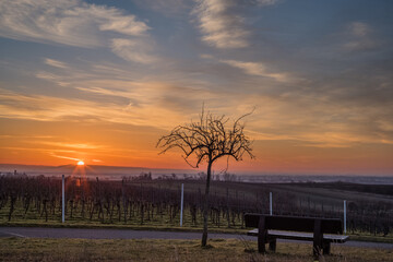 Fototapeta na wymiar sunrise in the vineyard