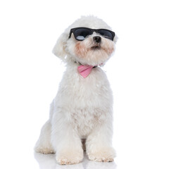 cool adorable bichon dog wearing a pink bowtie