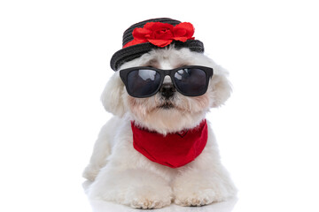 sweet bichon dog wearing sunglasses, hat and bandana