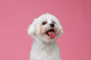 cute bichon dog sticking his tongue out