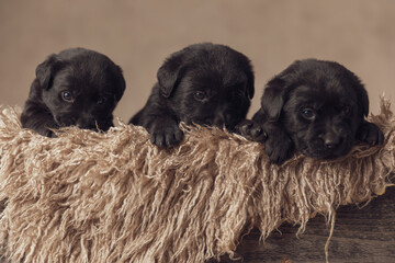 furry wooden box filled with three little labrador retriever puppies