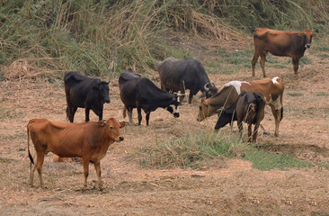 Naklejka na ściany i meble Group of of brown and black cows standing on the Nile bank.