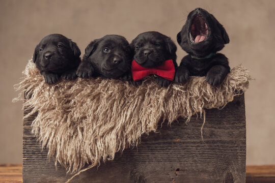 sleepy family of little labador retriever puppies resting and yawning