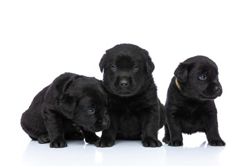 lovely small labrador retriever puppies looking to side and sitting