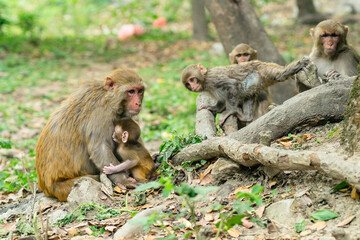 Naklejka na ściany i meble Group of funny macaque monkey animals in a wild forest in Nepal 