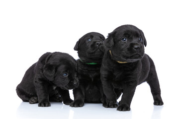precious little group of three labrador retriever puppies looking to side