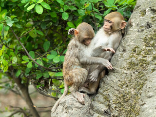 Two funny macaque monkeys animals in a wild forest in Nepal 